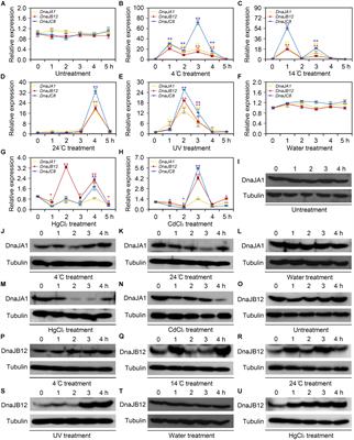 Environmental Stress Responses of DnaJA1, DnaJB12 and DnaJC8 in Apis cerana cerana